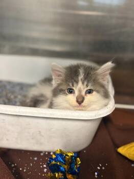 Silas -  Domestic Long Hair Cat for Adoption in Portland, Indiana - Silas | PetCurious