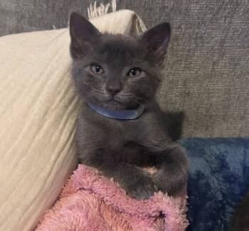 Rescue Domestic Short Hair Cats for Adoption in Kingston, New York - Sutton | PetCurious