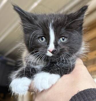Domestic Short Hair Cats Available for Adoption in St. Cloud, Minnesota - Loudred | PetCurious