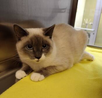 Rescue Domestic Short Hair Cats for Adoption in Pocatello, Idaho - Peter 45449 | PetCurious