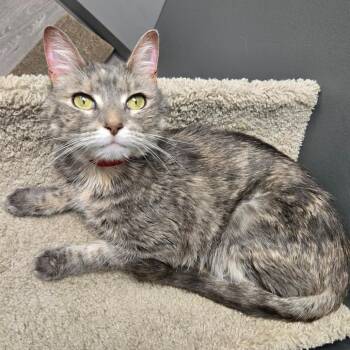Tot -  Domestic Short Hair Cat for Adoption in Buffalo, New York - Tot | PetCurious