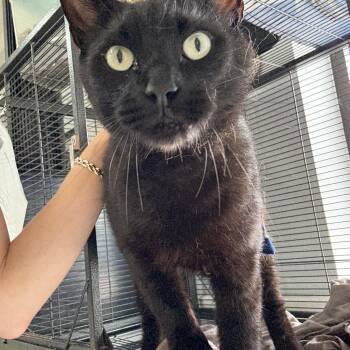 Domestic Short Hair Cats Available for Adoption in Hendersonville, Tennessee - Felix | PetCurious