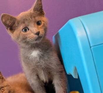Domestic Short Hair Cats Available for Adoption in Lancaster, Pennsylvania - River | PetCurious