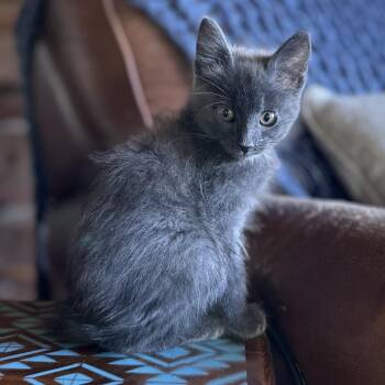 Earl Grey -  Russian Blue Cat for Adoption in Hackett, Arkansas - Earl Grey | PetCurious