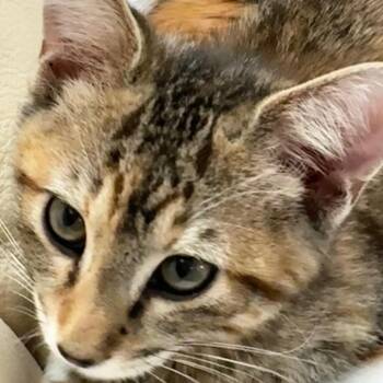 Phoenix -  Domestic Short Hair Cat Available for Adoption in Denver, Colorado - Phoenix | PetCurious