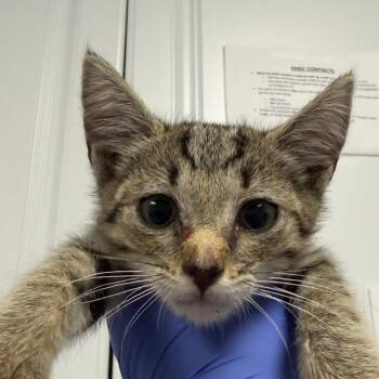 Nebula -  Domestic Short Hair Cat for Adoption in Greenville, South Carolina - Nebula | PetCurious