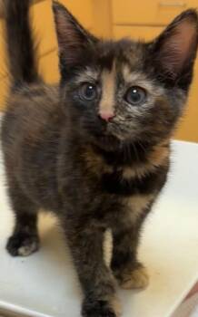 BRITTANY -  Domestic Short Hair Cat for Adoption in Elizabethton, Tennessee - BRITTANY | PetCurious