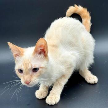 Samantha -  Siamese Cat for Adoption in Los Angeles, California - Samantha | PetCurious