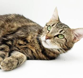 Lulu is a LOVE LOVE LOVE - lap therapy cat - EPIC VIDEOS- low sh -  Bengal and Tabby Cat for Adoption in Bedford Hills, New York - Lulu Is A LOVE LOVE LOVE - Lap Therapy Cat - EPIC VIDEOS- Low Sh | PetCurious
