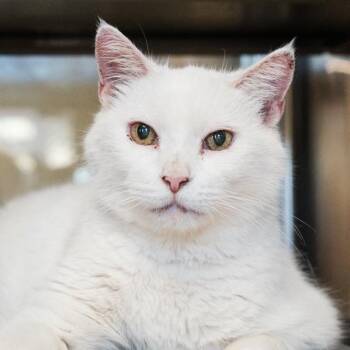 Macho Man -  Domestic Short Hair and Mixed Breed Cat for Adoption in Palm Springs, California - Macho Man | PetCurious