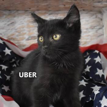 Uber -  Domestic Short Hair Cat for Adoption in Yuma, Arizona - Uber | PetCurious