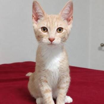 Peanut -  Domestic Short Hair Cat for Adoption in Rochester, Minnesota - Peanut | PetCurious