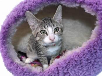 MADDIE -  Domestic Short Hair Cat for Adoption in Fort Lauderdale, Florida - MADDIE | PetCurious