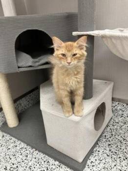 Sprout -  Domestic Medium Hair and Domestic Short Hair Cat for Adoption in Fergus Falls, Minnesota - Sprout | PetCurious