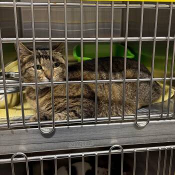 Domestic Short Hair Cats Available for Adoption in Morganton, North Carolina - Daisy | PetCurious