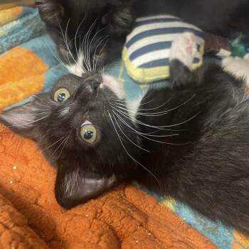 Shell-y -  Domestic Short Hair Cat for Adoption in Keizer, Oregon - Shell-y | PetCurious