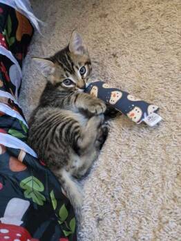 Domestic Short Hair Cats Available for Adoption in Vancouver, Washington - Hiccup | PetCurious