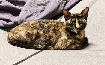 Cleo -  Domestic Short Hair Cat for Adoption in Byrdstown, Tennessee - Cleo | PetCurious