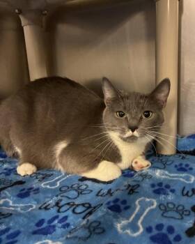 Sashimi (with Nigiri) -  Domestic Short Hair Cat for Adoption in Richmond, Virginia - Sashimi (with Nigiri) | PetCurious