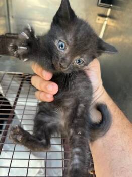 Rescue Domestic Short Hair Cats for Adoption in Doral, Florida - CHUCK | PetCurious