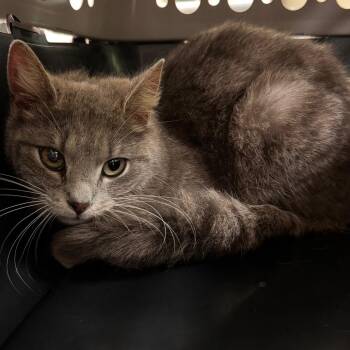 Domestic Short Hair Cats Available for Adoption in Roanoke, Virginia - May | PetCurious