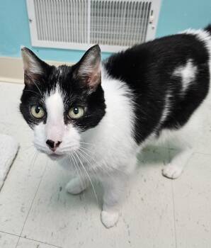 Mack -  Domestic Short Hair Cat for Adoption in Fall River, Massachusetts - Mack | PetCurious