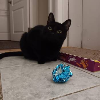 Misty -  Domestic Short Hair Cat for Adoption in Melrose, Massachusetts - Misty | PetCurious