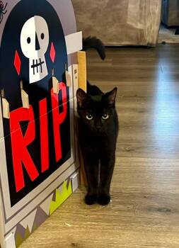 Rescue Domestic Short Hair Cats for Adoption in Glen Raven, North Carolina - MAGGIE | PetCurious