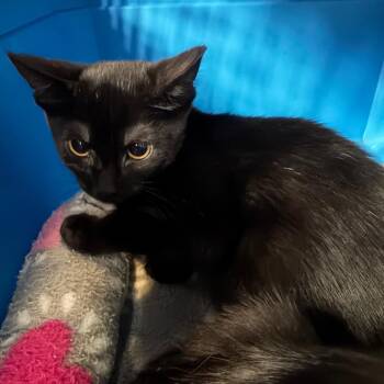 Meeko -  Domestic Short Hair Cat for Adoption in Sarasota, Florida - Meeko | PetCurious