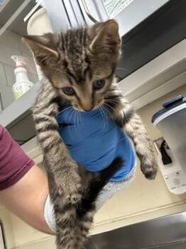 Sweet Potato -  Domestic Short Hair Cat for Adoption in Wichita, Kansas - Sweet Potato | PetCurious