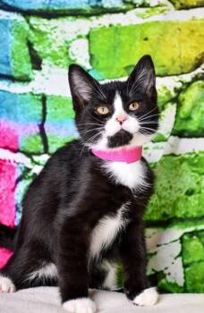 Saeris -  Domestic Short Hair Cat for Adoption in Yakima, Washington - Saeris | PetCurious