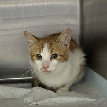 Spaghetti -  Domestic Short Hair Cat for Adoption in Corbin, Kentucky - Spaghetti | PetCurious