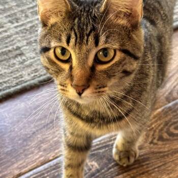 Rescue Tabby Cats for Adoption in Belmont, North Carolina - Paisley | PetCurious