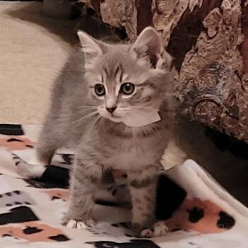 Domestic Long Hair Cats Available for Adoption in Fredericksburg, Virginia - Zuori | PetCurious