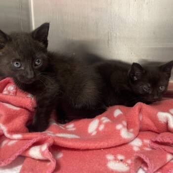 Anise -  Domestic Short Hair Cat for Adoption in Clearwater, Florida - Anise | PetCurious