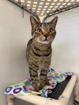 Domestic Short Hair Cats Available for Adoption - Milo | PetCurious
