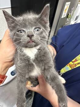 Rescue Domestic Short Hair Cats for Adoption in Pomona, New York - Homer | PetCurious