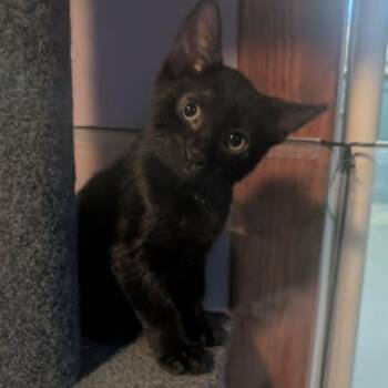 Bergamot - Outgoing & Loving -  Tabby Cat for Adoption in Hamilton, Ontario - Bergamot - Outgoing & Loving | PetCurious