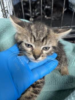 Domestic Short Hair Cats Available for Adoption in Chula Vista, California - A271549 | PetCurious