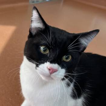 Domestic Short Hair Cats Available for Adoption in Burlingame, California - Westley | PetCurious