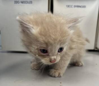 Brie -  Domestic Long Hair Cat for Adoption in Salt Lake City, Utah - Brie | PetCurious
