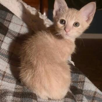 Pinkman Grey Brasuell -  Domestic Short Hair Cat for Adoption in Morrison, Colorado - Pinkman Grey Brasuell | PetCurious