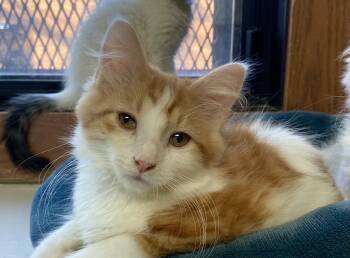 Firework -  Domestic Long Hair and Tabby Cat for Adoption in Fargo, North Dakota - Firework | PetCurious