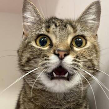 Chicken Nugget -  Domestic Short Hair Cat Available for Adoption in Janesville, Wisconsin - Chicken Nugget | PetCurious