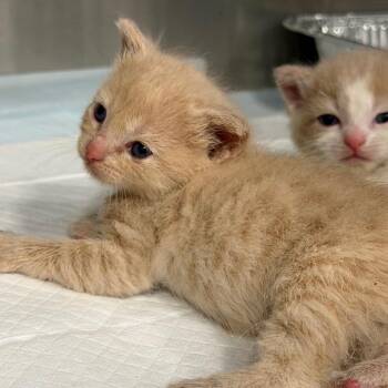 Tarsier -  Domestic Short Hair Cat for Adoption in Greensboro, North Carolina - Tarsier | PetCurious