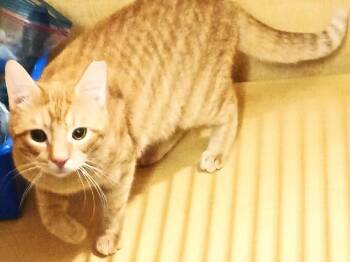 Domestic Short Hair Cats Available for Adoption in Herndon, Virginia - Winston & Puck *BONDED* | PetCurious