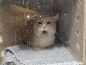 Rescue Domestic Short Hair Cats for Adoption in Kent, Washington - BARN CAT MALIBU | PetCurious