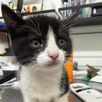 LILY KITTEN6 -  Domestic Short Hair Cat for Adoption in Richmond, California - LILY KITTEN6 | PetCurious