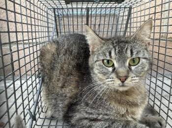 Domestic Short Hair Cats Available for Adoption in Rancho Cucamonga, California - KONOCTI 12 | PetCurious