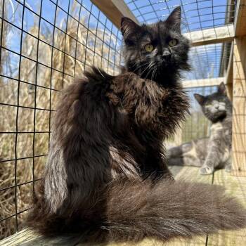 Poppyseed -  Domestic Long Hair Cat Available for Adoption in Leechburg, Pennsylvania - Poppyseed | PetCurious